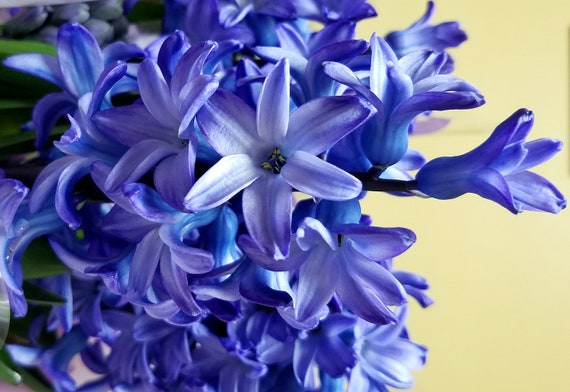 Colored Scented Hyacinth Bouquet Colored Scented Hyacinth Bouquet