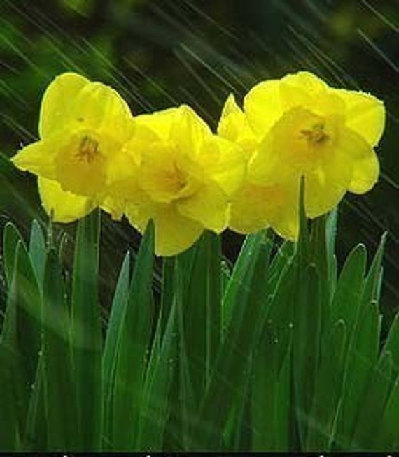 Daffodil Flowers Perfume Oil Fragrance Daffodil Flowers Perfume Oil Fragrance