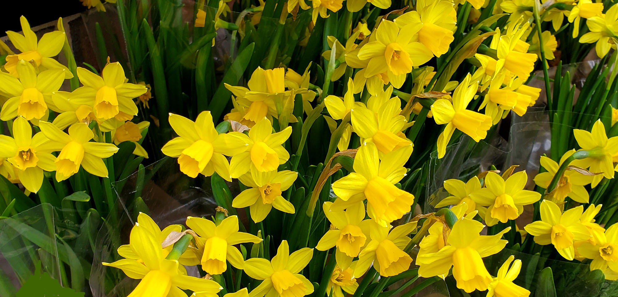 In Praise of Mini-Daffodils