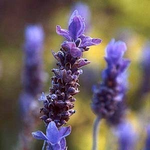 Puede incluir: Primer plano de flores de lavanda en flor. Las flores son de color p&uacute;rpura claro y tienen un aroma delicado y fragante.