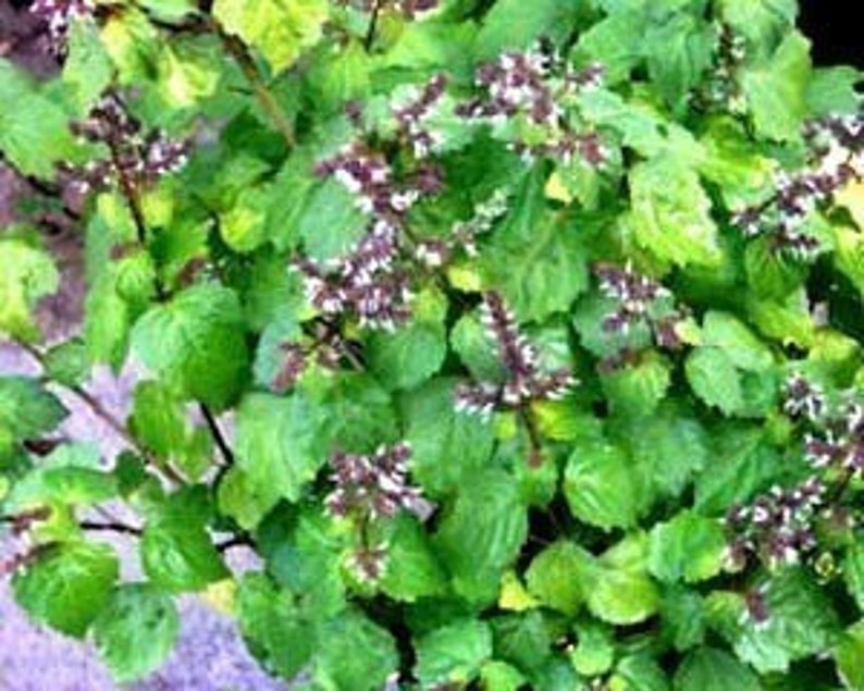 Пачули как выглядит это растение Make a Simple Magical Herb Bundle to Hang on Your Door Magical herbs, Herbs, Pat