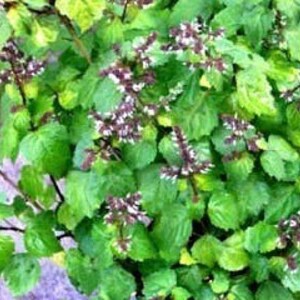 Puede incluir: Primer plano de una planta verde de hojas con peque&ntilde;as flores blancas. La planta est&aacute; en una maceta y tiene muchas hojas.