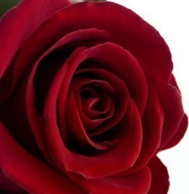 Pure Rose Perfume Oil Vegan Fragrance Scent Roll on Perfume Etsy