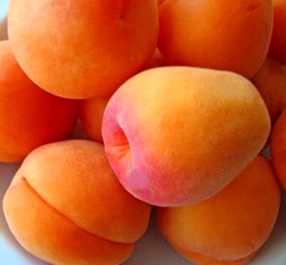 Apricot & Peach Fragrance Oil  Nature's Oil Premium Fragrances