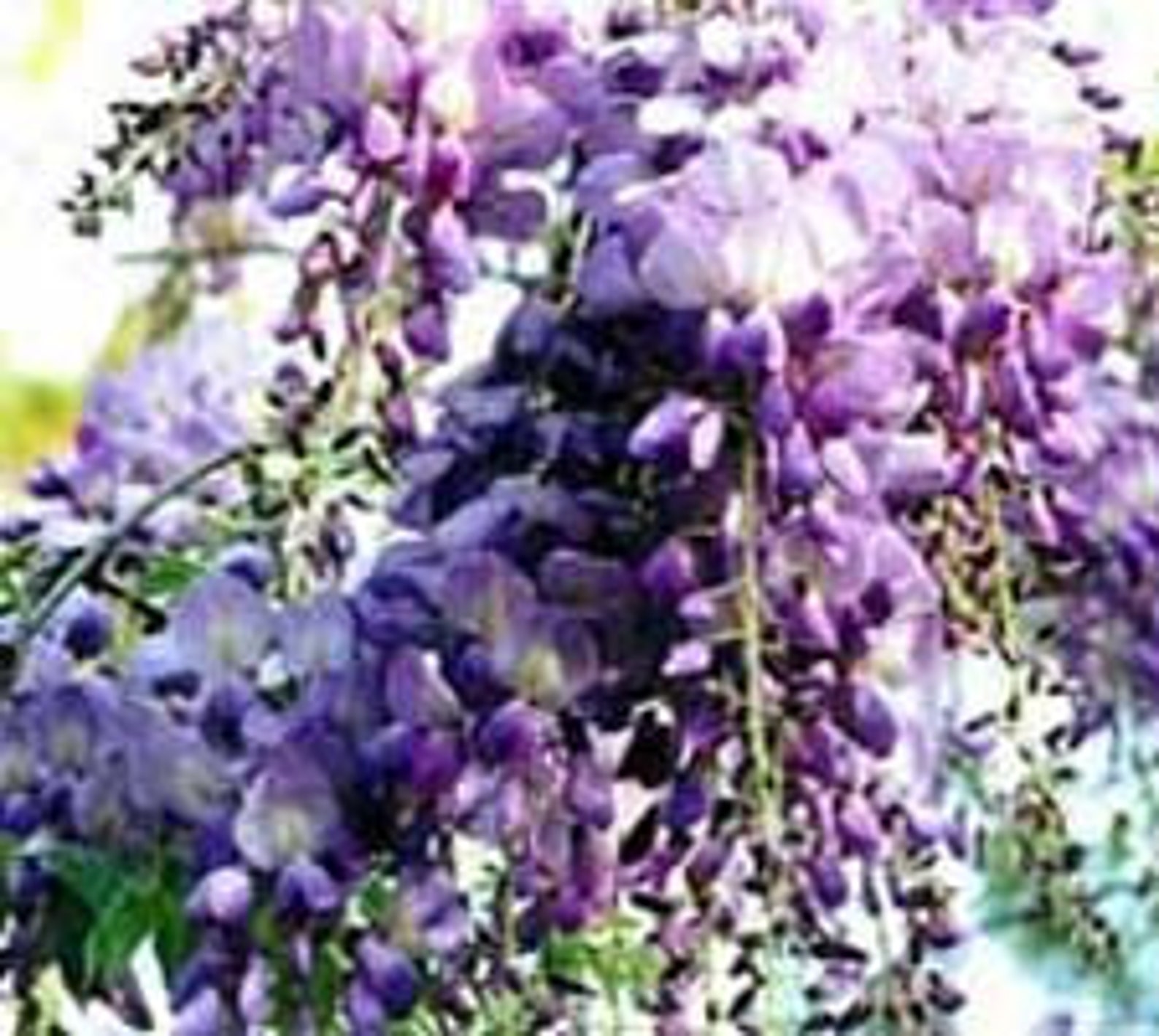 Wisteria Flowers Perfume Fragrance Roll on Scent Perfume Etsy