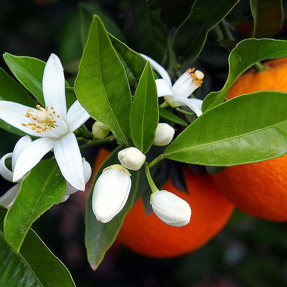 Roll On: Citrus Blossom