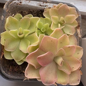 May include: A square black plastic container filled with soil and three succulent plants. The plants feature fleshy, rounded, light green leaves with subtle pinkish-red edges arranged in a rosette pattern, with one smaller plant in the center.