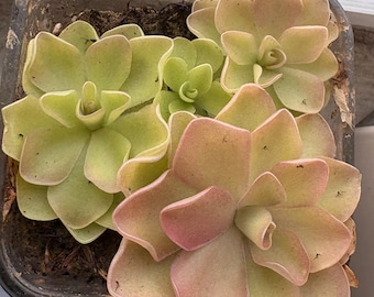 Pinguicula 'Pirouette' - Pink Mexican Butterwort -Carnivorous Plant also in Large sizes