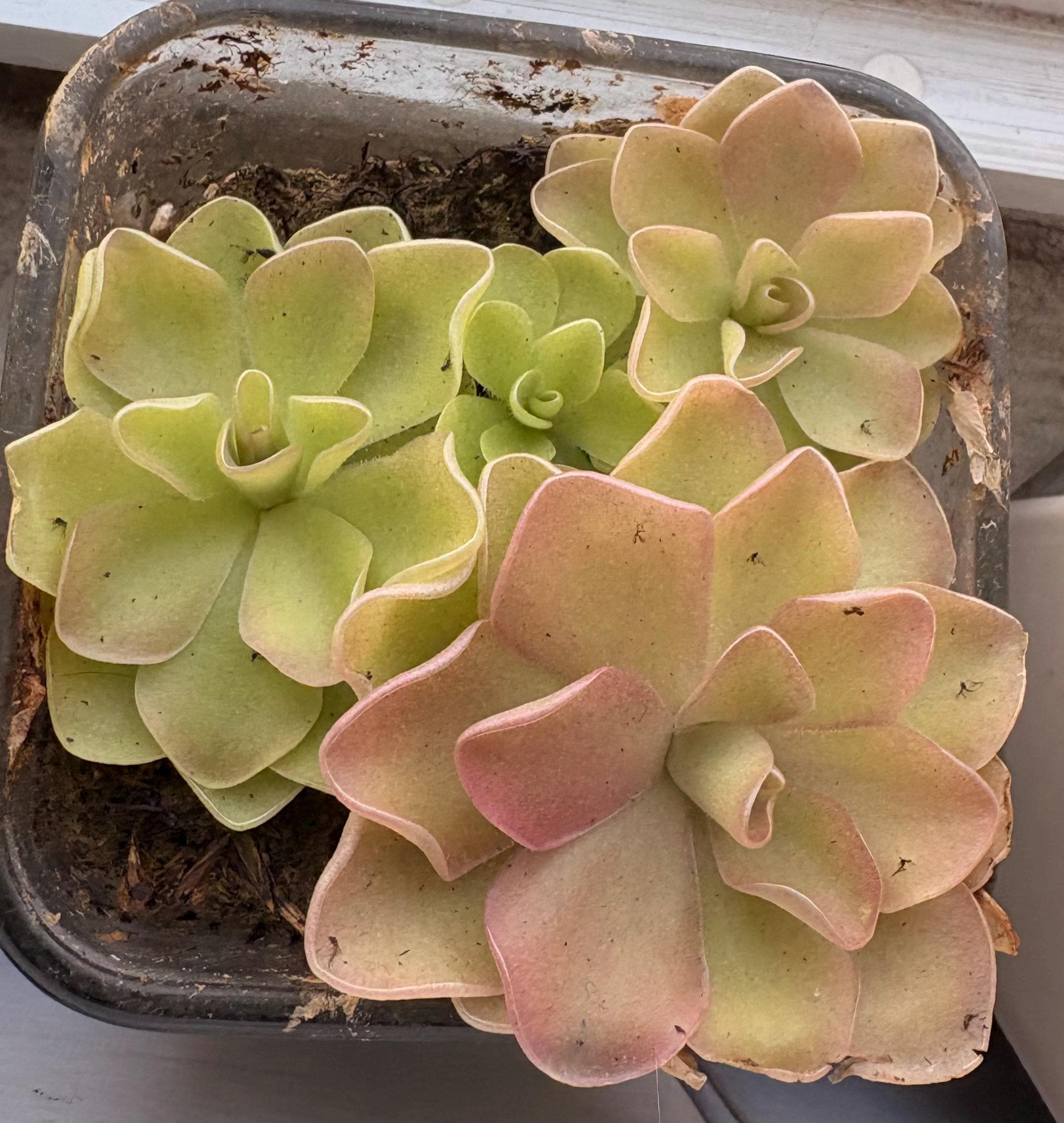 Mexican Butterworts Plant - Etsy