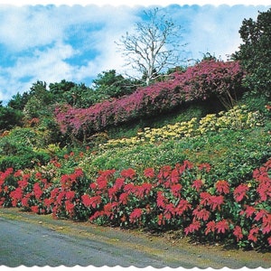 Vintage Postcard Photochrome Deckled Edges Machado Gardens Kona Coast Big Island 1970