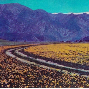 Vintage California Poppies California State Flower 1950 Excellent Condition