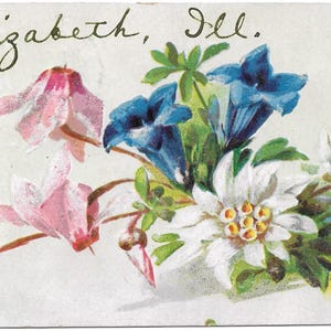 Vintage Illinois Early Divided Back Greetings from Elizabeth Illinois Flowers Embossed 1908 Very Good Condition