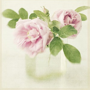 Rose Art Print, Still Life Flowers, Rose Photograph, Floral Art Print, Shabby Chic Home image 1