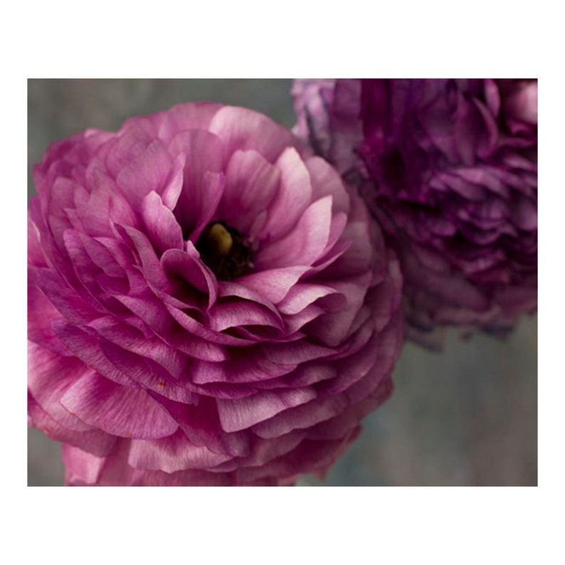May include: Two pink ranunculus flowers with layered petals, one in focus and the other out of focus.