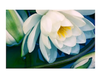 White Water Lily Art Print, Elegant Flower  Photography