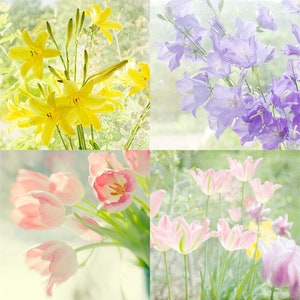 May include: A collage of four images featuring different types of flowers. The top left image shows yellow flowers, the top right image shows purple flowers, the bottom left image shows pink flowers, and the bottom right image shows pink and white flowers.
