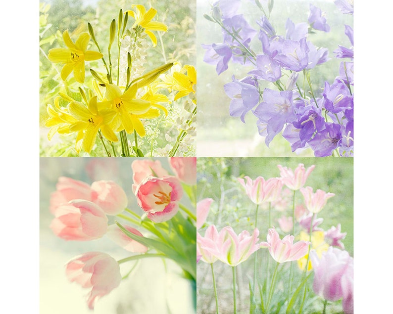 May include: A collage of four images featuring different types of flowers. The top left image shows yellow flowers, the top right image shows purple flowers, the bottom left image shows pink flowers, and the bottom right image shows pink and white flowers.