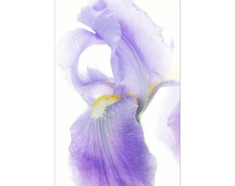 Purple Iris Flower Photograph, Gift for Woman