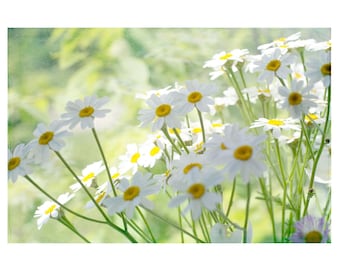 Daisy Floral Print,  Flower Photography