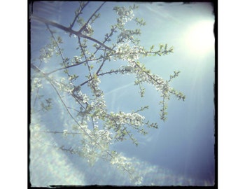 Cherry Blossom Art Photograph,  Blue Spring Sky Art Print, Tranquil Art