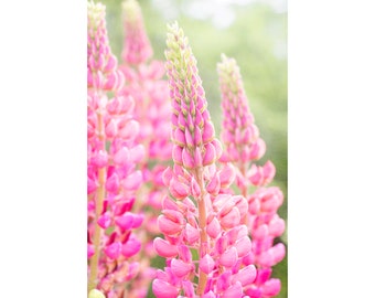 Red and Pink Lupine Photograph, Fine Art Flower Print