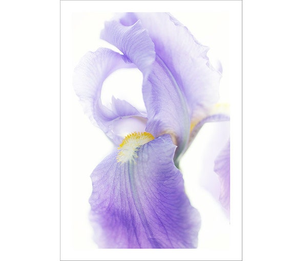 Purple Iris Card Flower Photo Card Floral Greeting Card | Etsy