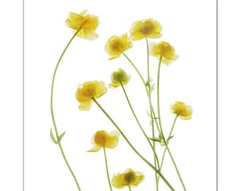 Yellow Buttercups Print, Wildflower Botanical Art Print, Flower Scan, Minimalist, X-Ray, Floral Art Print