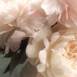Pastel Peony Art Print, Flower Photography, Bedroom Art, French Country Decor image 4
