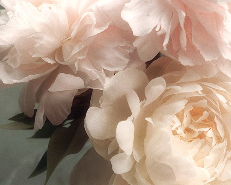 Pastel Peony Art Print, Flower Photography, Bedroom Art, French Country Decor image 4