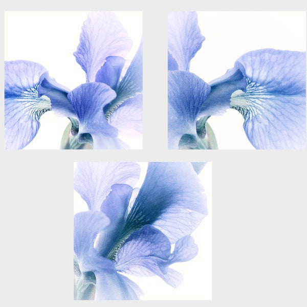 Blue Iris Print Set of 3, Flower Photography, Square Floral Wall Art, Living Room Decor, Abstract  Macro Photography