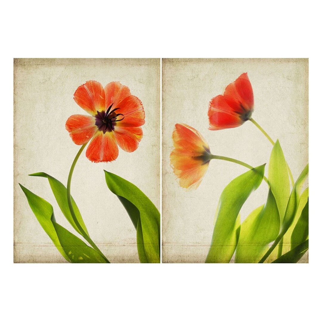 Red Tulip Botanical Print Set of Two - Etsy