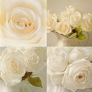 White Rose Print Set of 4, Rose Photographs, French Country Wall Decor, Country Chic Decor image 1