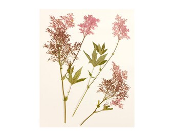 Pressed Flower Botanical Art Print, Modern Farmhouse Decor, Pink Flower Photograph, Minimalist Art