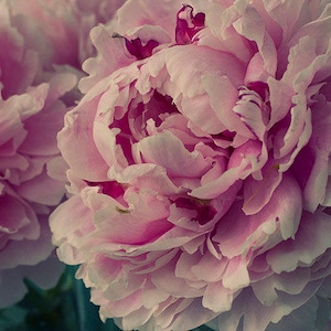 May include: Close-up of a pink peony flower in bloom. The petals are soft and delicate, with a slight pink hue. The flower is in full bloom, with many petals open.