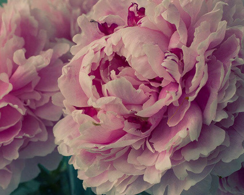 May include: Close-up of a pink peony flower in bloom. The petals are soft and delicate, with a slight pink hue. The flower is in full bloom, with many petals open.