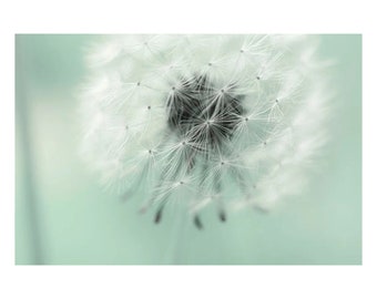 Dandelion Wall Art,  White Mint Nursery Decor,  Flower Photography, Shabby Chic Floral Art Print