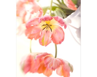 Photographie de tulipe orange corail doux, nature morte de fleurs Impression artistique