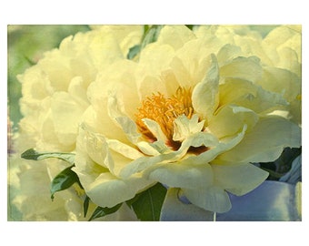 Yellow Peony Photograph, Flower Photography, Floral Wall Decor. Peony Wall Art