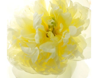 Yellow Peony Wall Art, Peony Print, Flower Photography