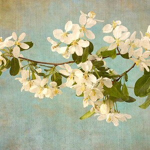 Apple Blossom Print, White Flower Wall Art, Asian Wall Art, Flower Photograph image 3