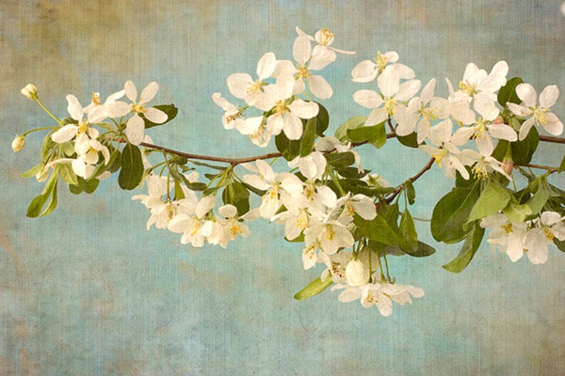 Apple Blossom Print, White Flower Wall Art, Asian Wall Art, Flower Photograph image 3