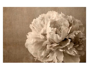Sepia Peony Art Print: Rustic Floral Photography