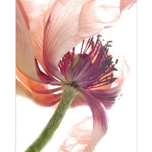 Poppy Flower Photography, Floral Art Print, Flower Wall Decor image 2
