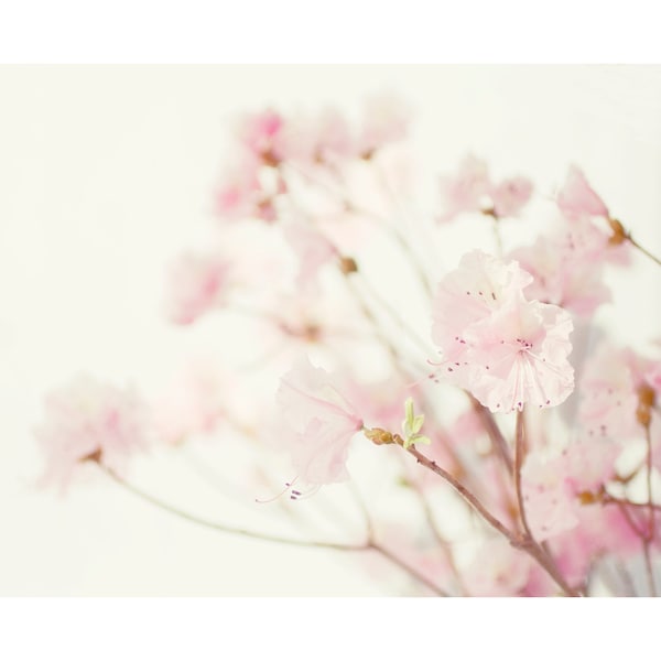 Pink Azalea Photograph,  Floral Art Print, Flower Wall Art, Flower Photography