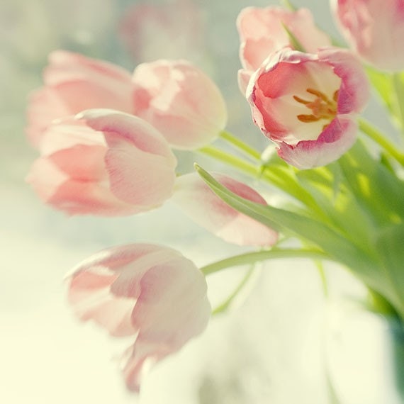Pink Tulip Photography Tulip Print Tulip Wall Art Floral Etsy