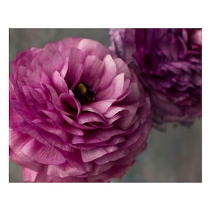 Purple Ranunculus Photography, Floral Art Print image 1
