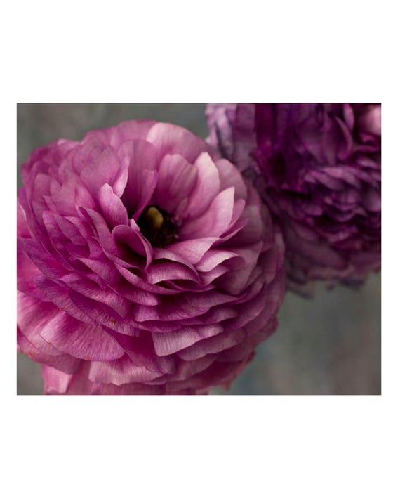 Purple Ranunculus Photography, Floral Art Print