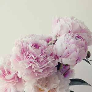 May include: A bouquet of soft pink peonies with delicate petals.
