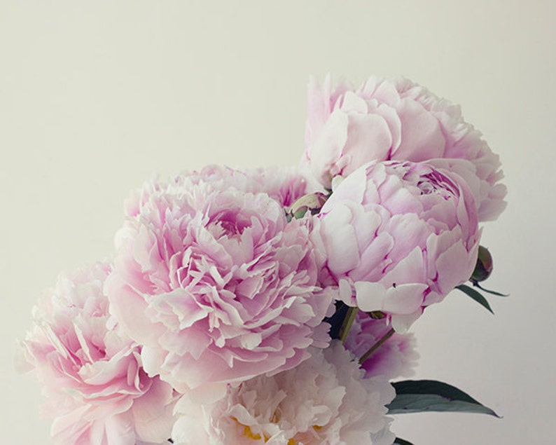 May include: A bouquet of soft pink peonies with delicate petals.