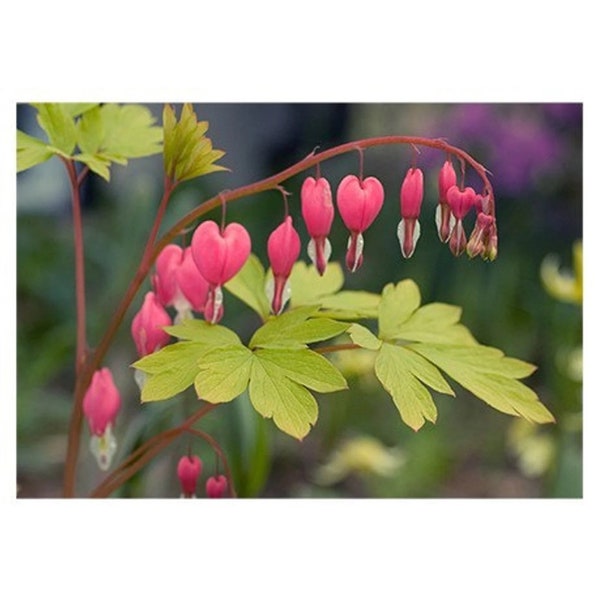 Bleeding Heart  Card,  Blank Note Day Card,  Floral Greeting Card